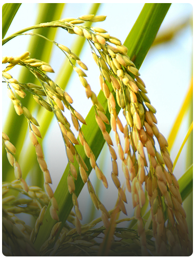 Rice drying