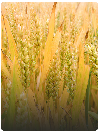 Wheat drying