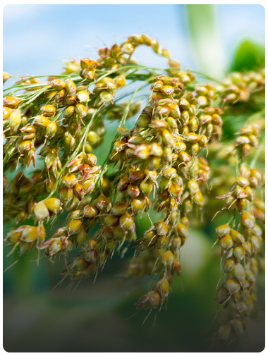 Sorghum drying